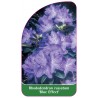 rhododendron-russatum-blue-effect-1