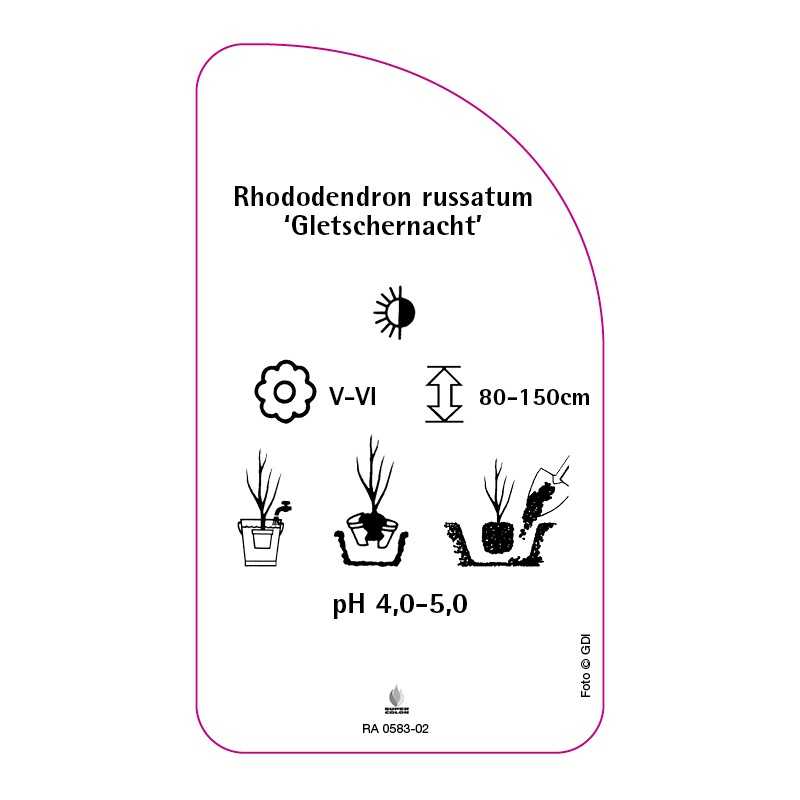 rhododendron-russatum-gletschernacht-standard0