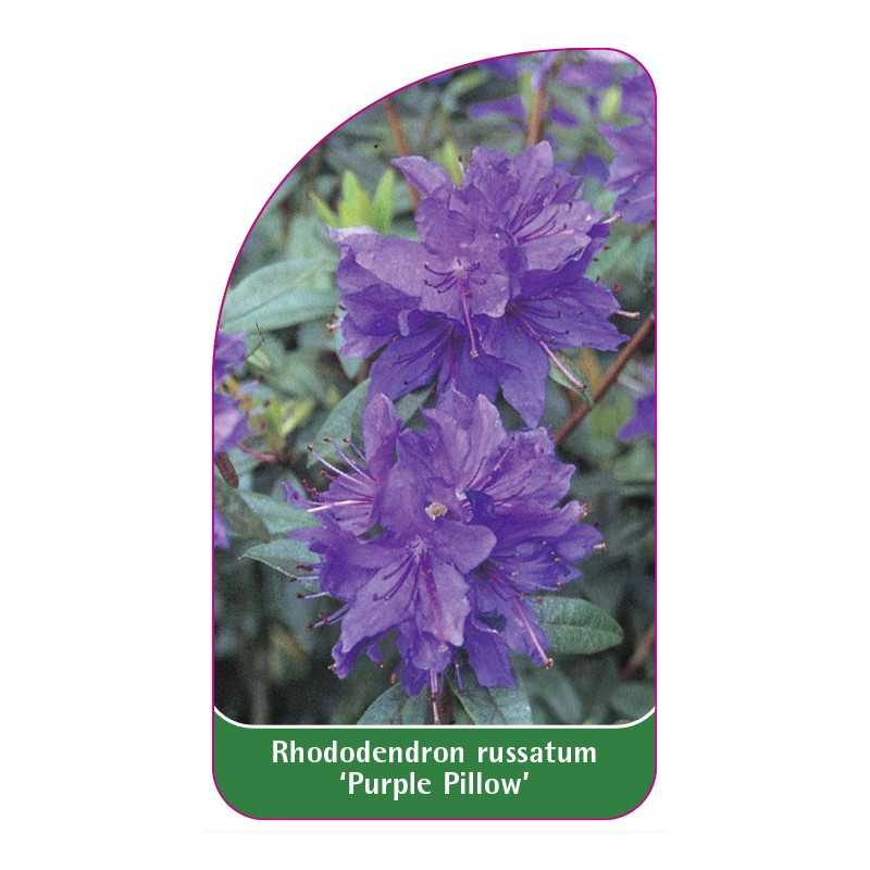 rhododendron-russatum-purple-pillow-1