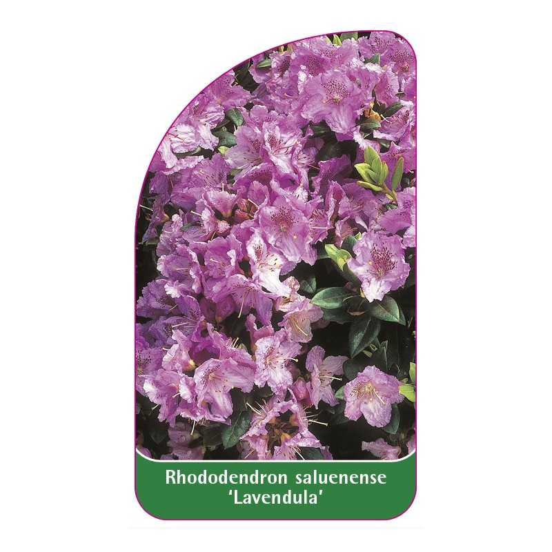 rhododendron-saluenense-lavendula-1