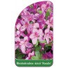 rhododendron-simsii-rosalie-1