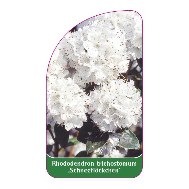 rhododendron-trichostomum-schneeflockchen-1
