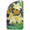 rhododendron-viscosum-lemon-drop-1