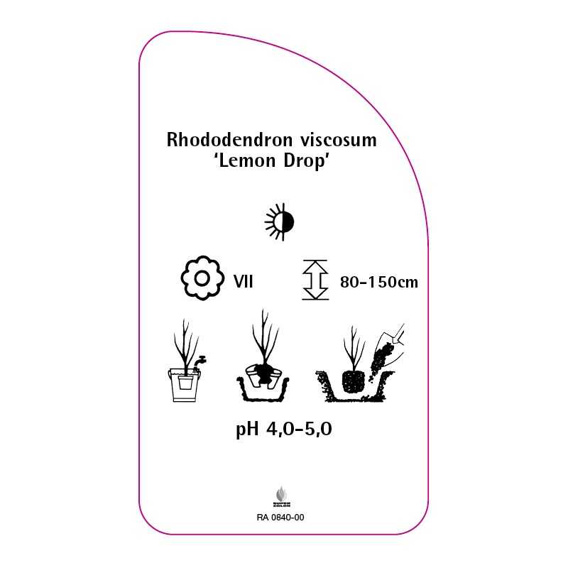 rhododendron-viscosum-lemon-drop-0