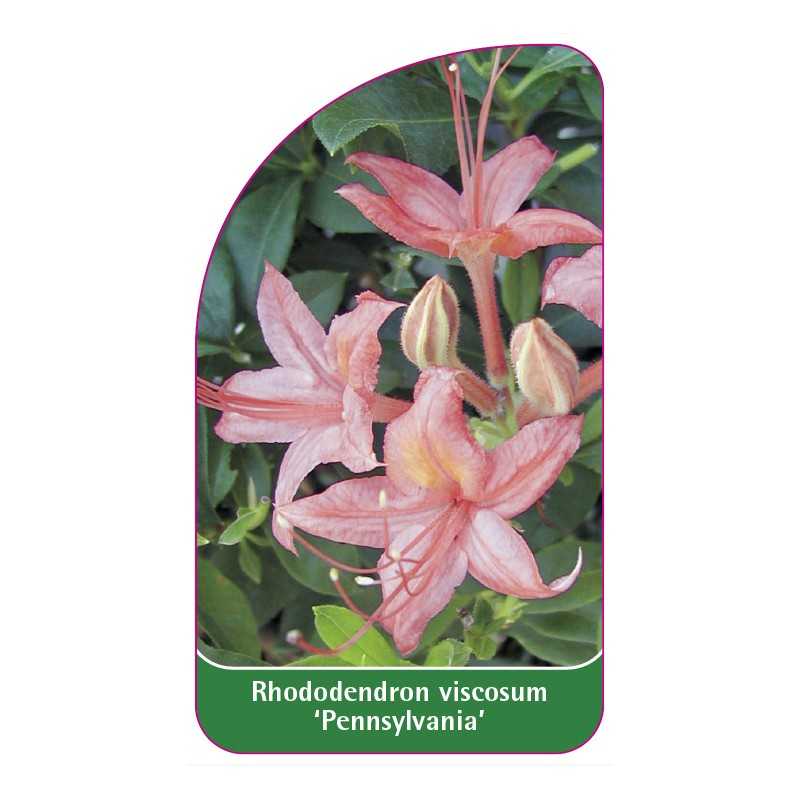 rhododendron-viscosum-pennsylvania-1