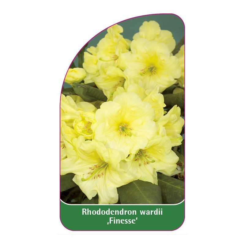 rhododendron-wardii-finesse-1