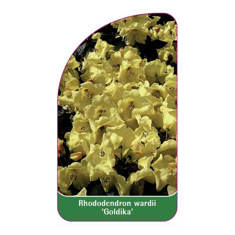 rhododendron-wardii-goldika-1