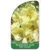 rhododendron-wardii-graf-lennart-1
