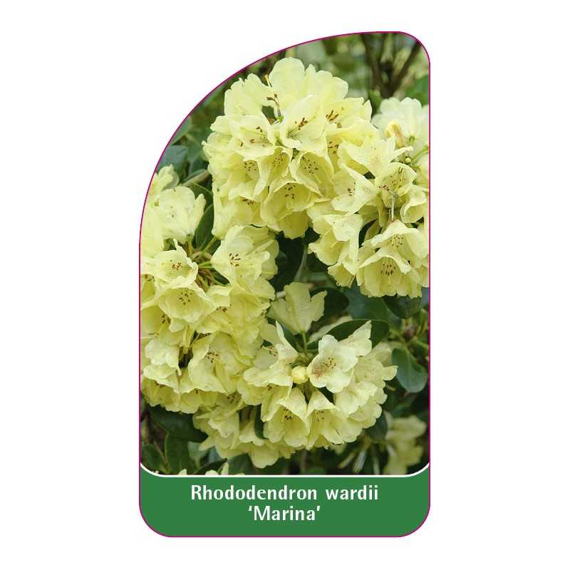 rhododendron-wardii-marina-1