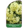 rhododendron-wardii-marina-1