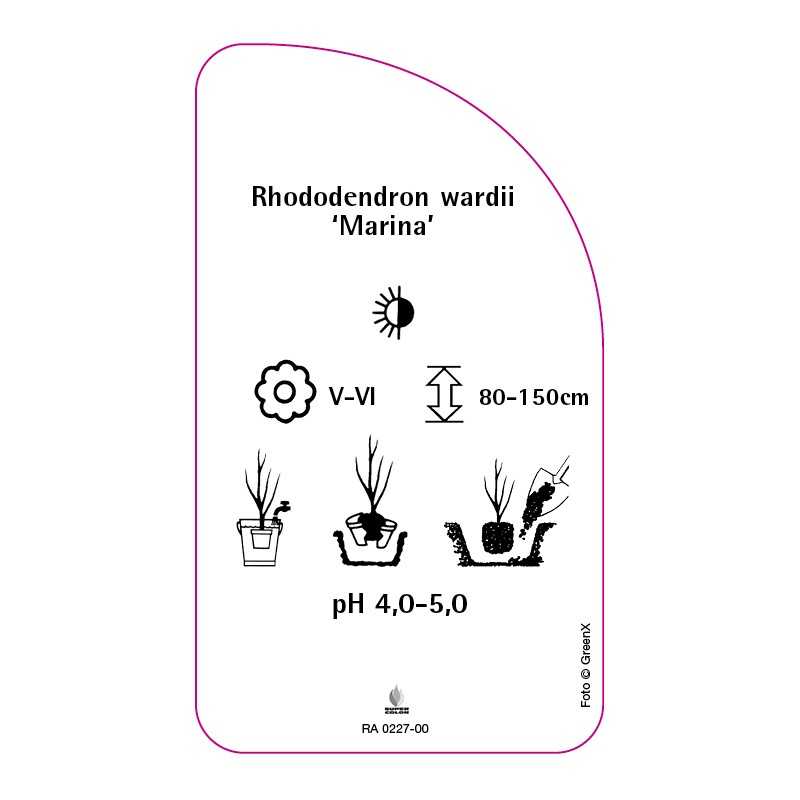 rhododendron-wardii-marina-0