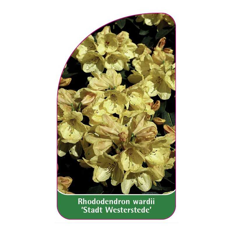 rhododendron-wardii-stadt-westerstede-1
