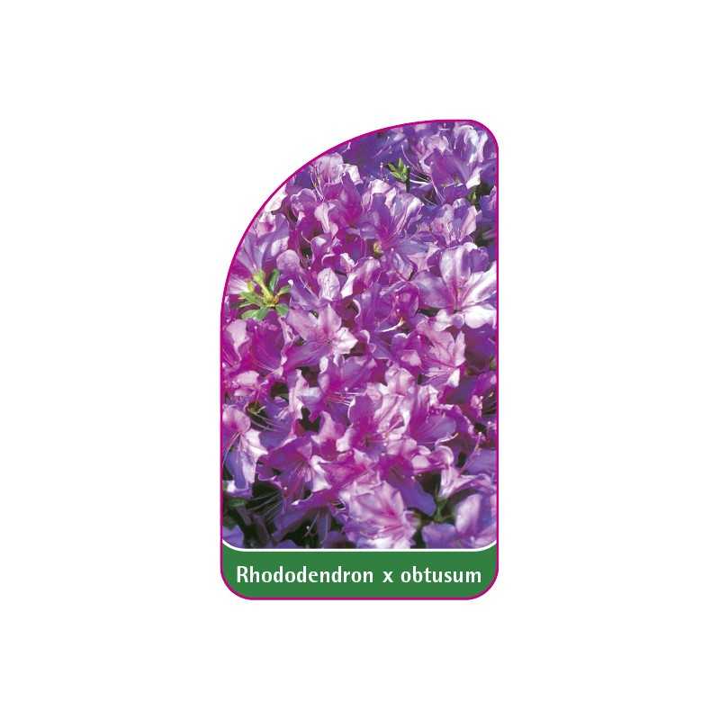 rhododendron-x-obtusum-mini1