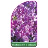 rhododendron-x-obtusum-mini1
