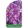 rhododendron-x-obtusum-standard1
