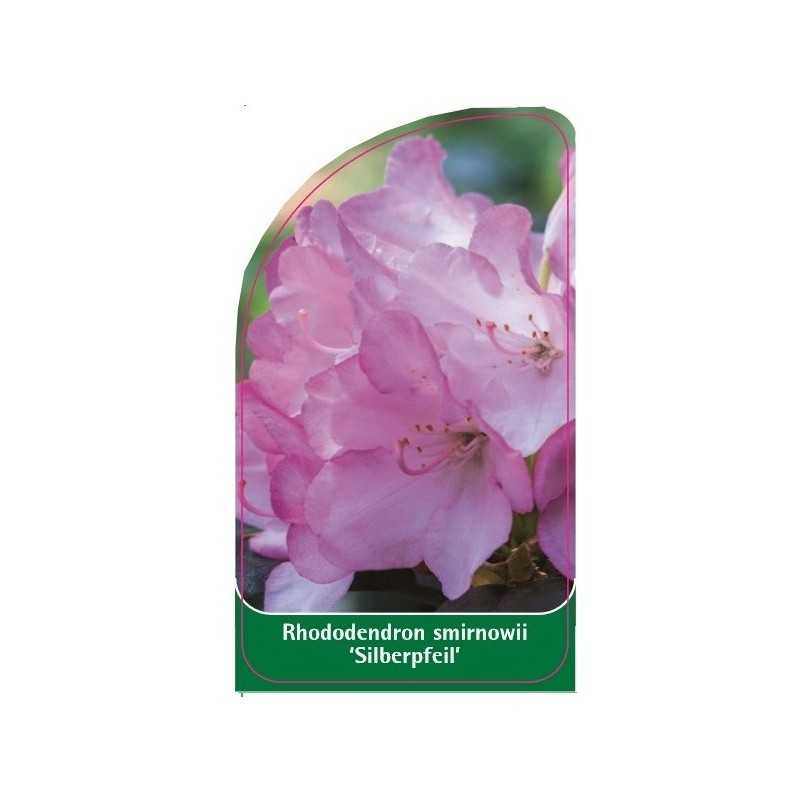 rododendron-smirnowii-silberpfeil-1