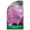rododendron-smirnowii-silberpfeil-1