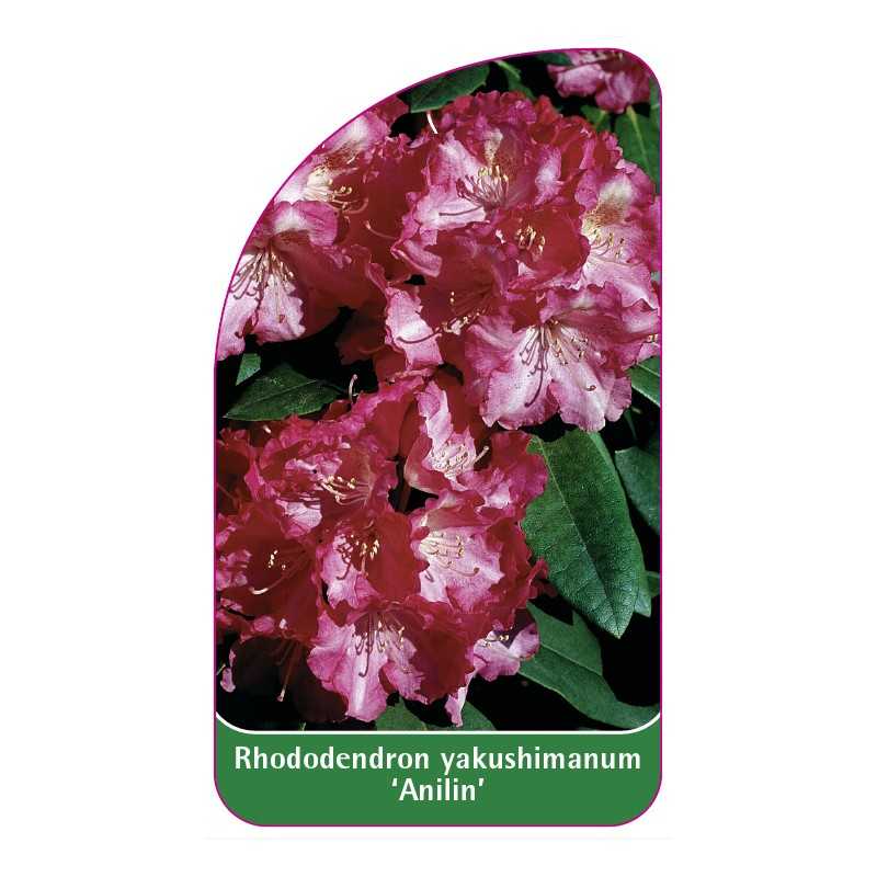 rhododendron-yakushimanum-anilin-1