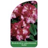 rhododendron-yakushimanum-anilin-1
