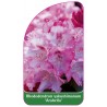 rhododendron-yakushimanum-arabella-b1
