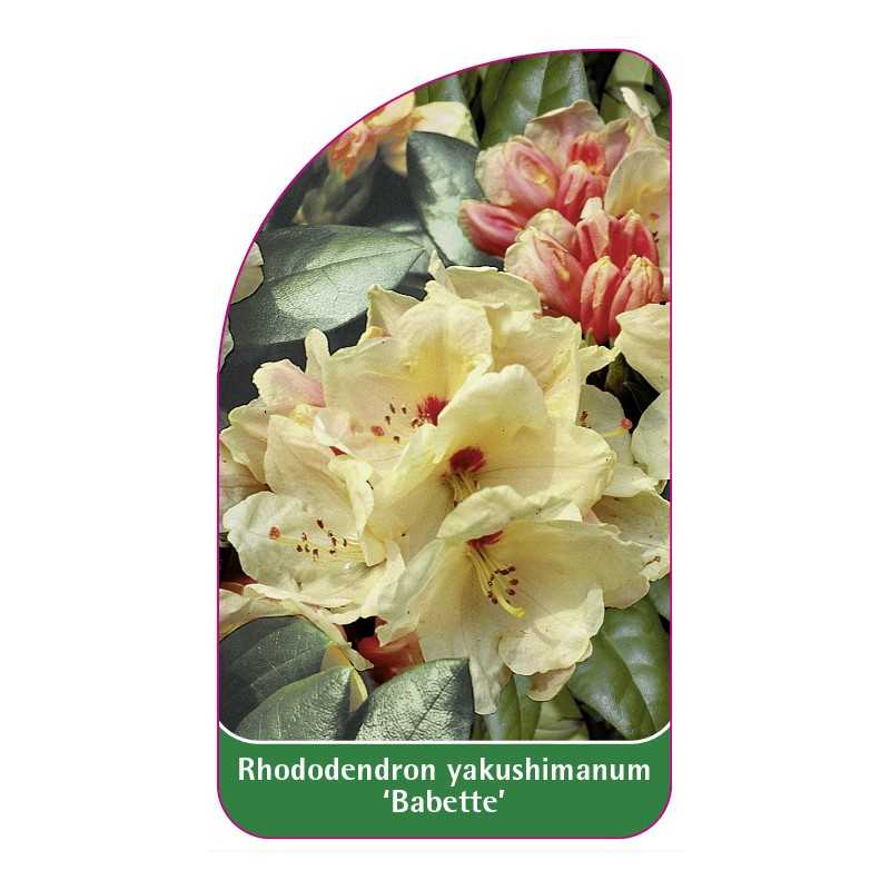 rhododendron-yakushimanum-babette-1