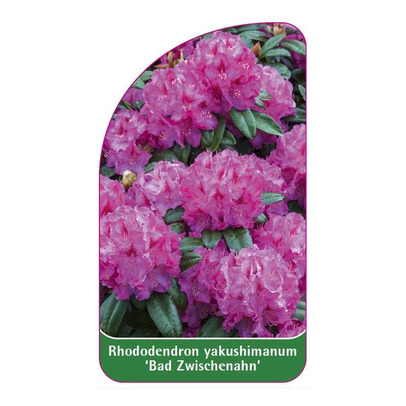 rhododendron-yakushimanum-bad-zwischenahn-1