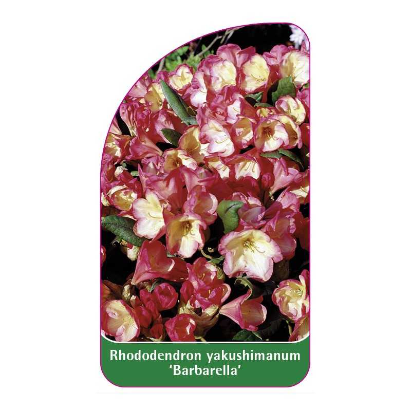 rhododendron-yakushimanum-barbarella-1