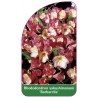 rhododendron-yakushimanum-barbarella-1