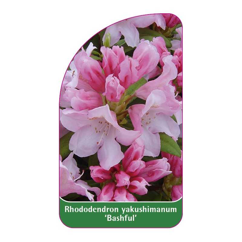 rhododendron-yakushimanum-bashful-1