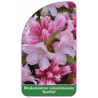 rhododendron-yakushimanum-bashful-1