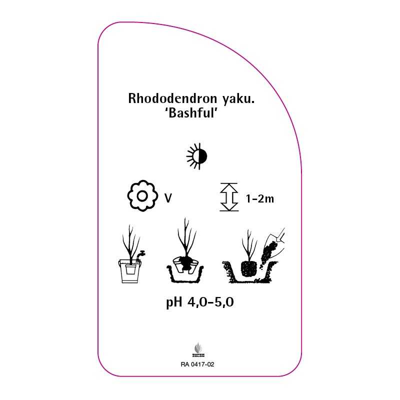 rhododendron-yakushimanum-bashful-0