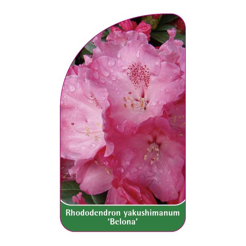 rhododendron-yakushimanum-belona-1