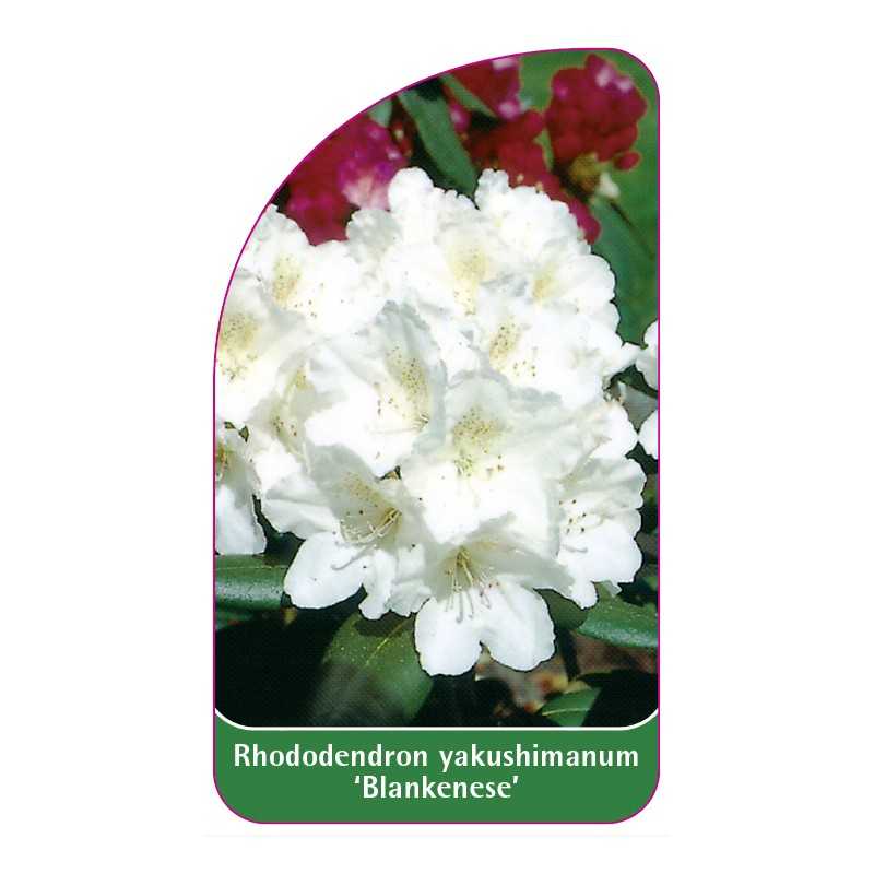 rhododendron-yakushimanum-blankenese-1