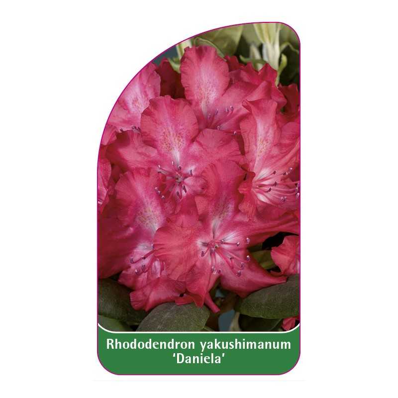 rhododendron-yakushimanum-daniela-1
