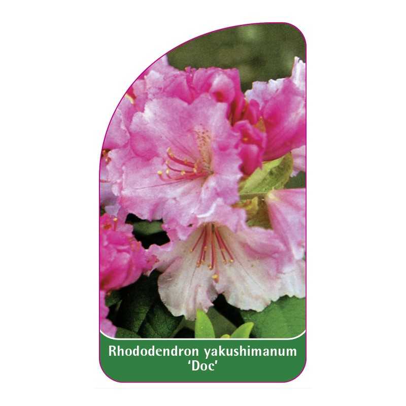rhododendron-yakushimanum-doc-1
