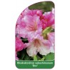 rhododendron-yakushimanum-doc-1