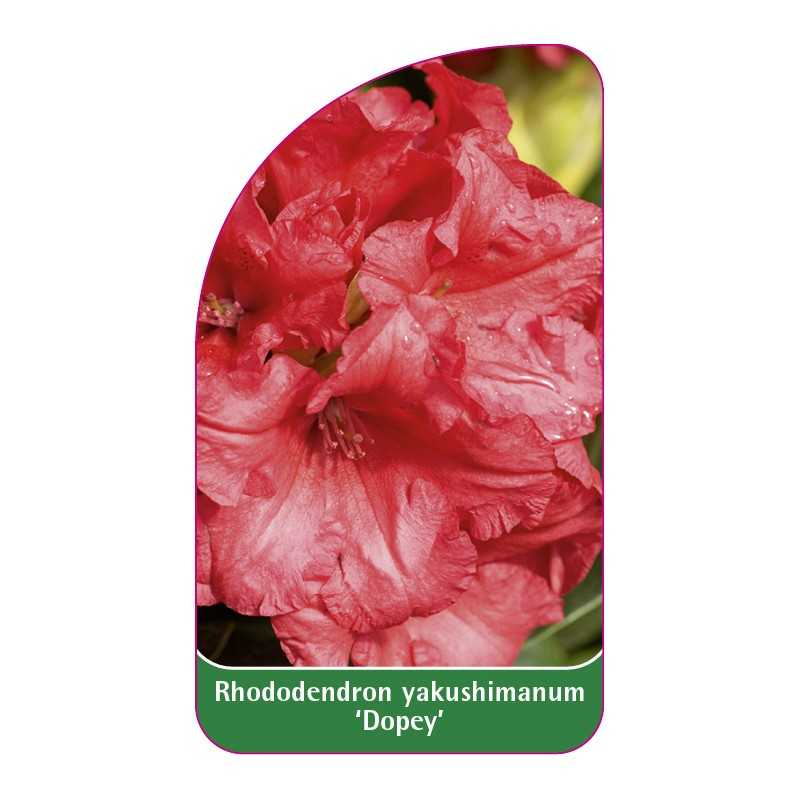 rhododendron-yakushimanum-dopey-1