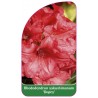 rhododendron-yakushimanum-dopey-1