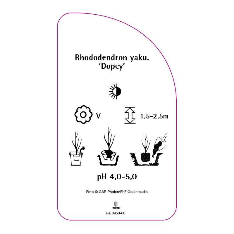 rhododendron-yakushimanum-dopey-0