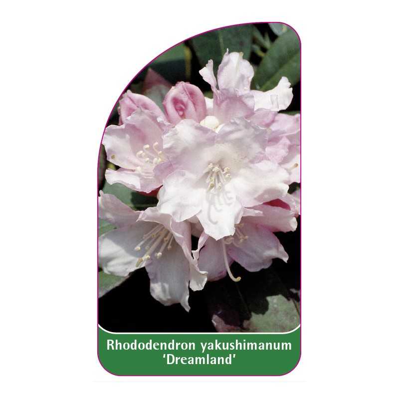rhododendron-yakushimanum-dreamland-1
