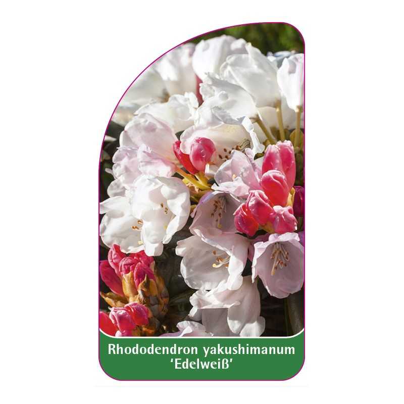 rhododendron-yakushimanum-edelweiss-1