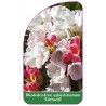rhododendron-yakushimanum-edelweiss-1