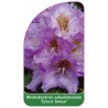 rhododendron-yakushimanum-ernest-inman-1