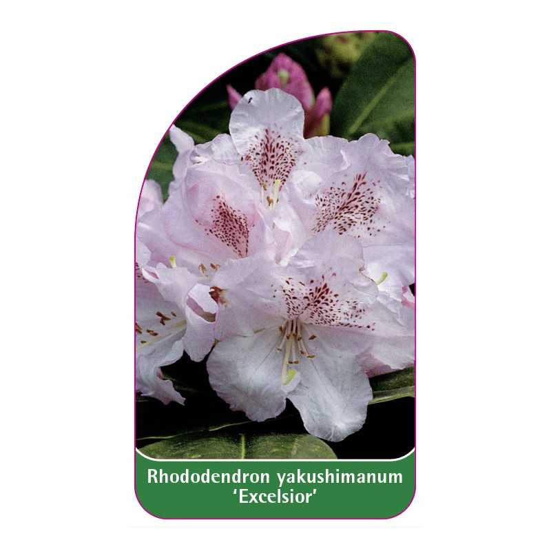 rhododendron-yakushimanum-excelsior-1