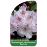 rhododendron-yakushimanum-excelsior-1