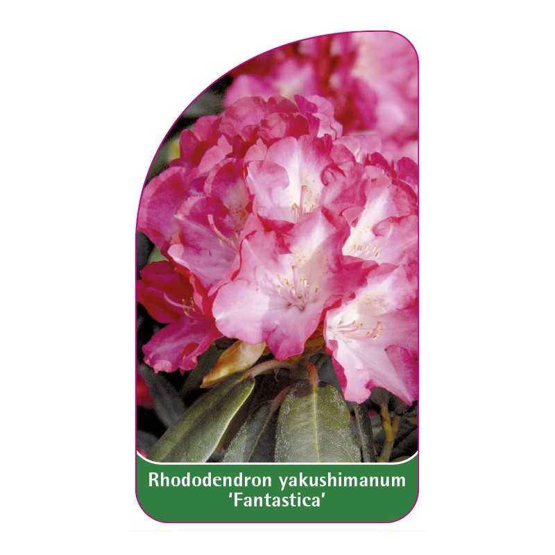 rhododendron-yakushimanum-fantastica-1