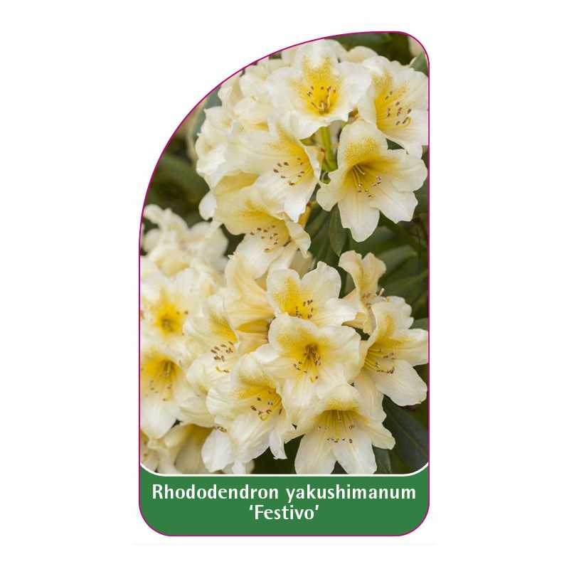 rhododendron-yakushimanum-festivo-1