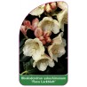 rhododendron-yakushimanum-flava-lackblatt-1