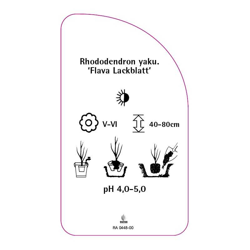 rhododendron-yakushimanum-flava-lackblatt-0
