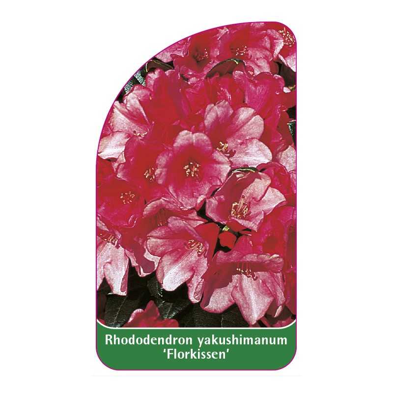 rhododendron-yakushimanum-florkissen-1